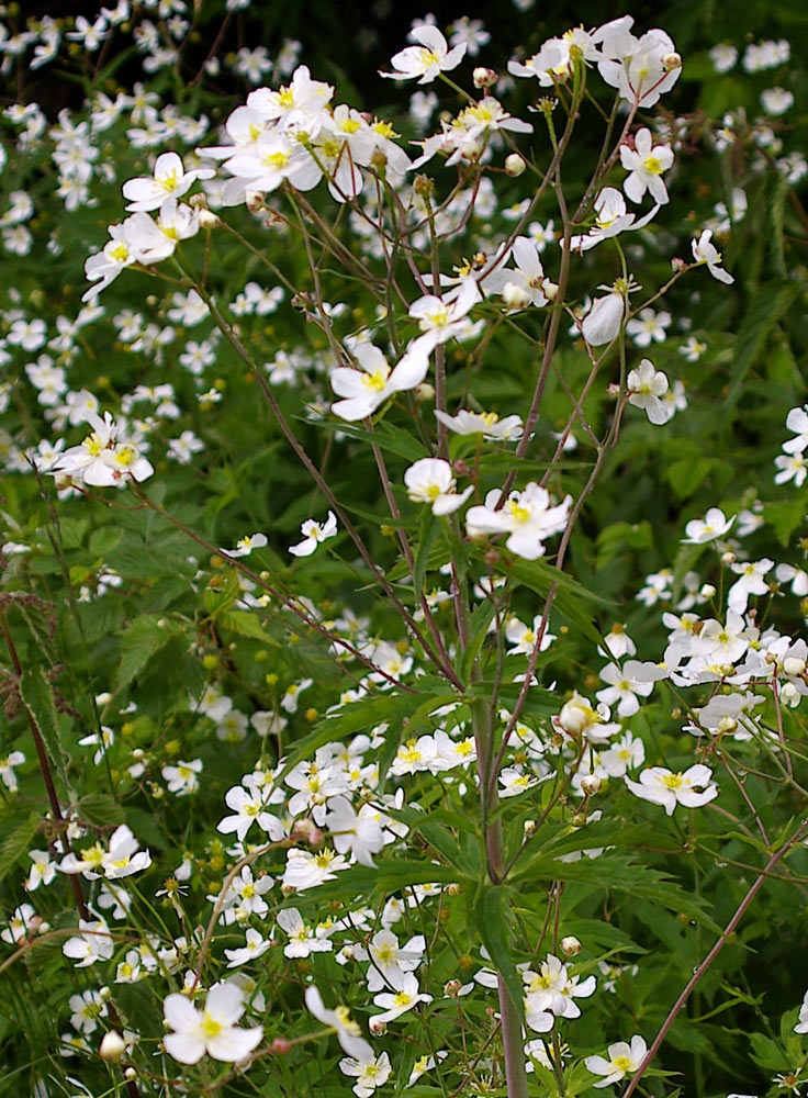 Ranunculus platanifolius / Ranuncolo a foglie di platano